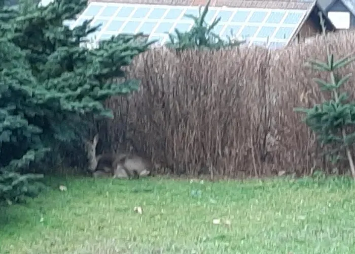 Lejlighed Schoene Aussicht Am Rothaarsteig Bad Laasphe